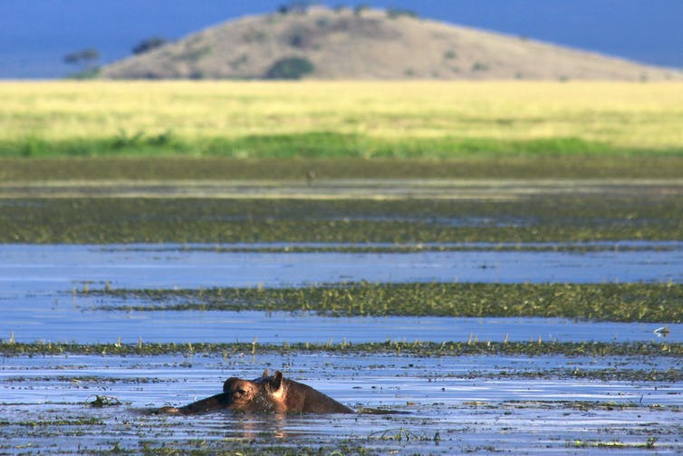 Top van hipp's hoofd steekt uit het water met savanne op de achtergrond
