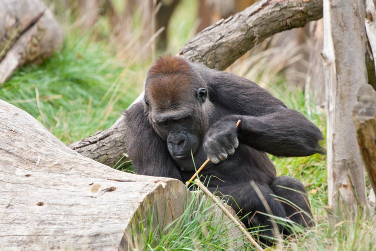 Image of a gorilla using a tool.