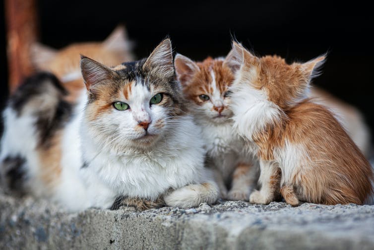 Een moederkat met kittens.