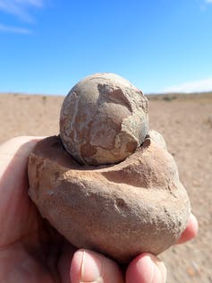 Een hand houdt een van de eieren vast die zijn ontdekt tijdens de opgraving in Patagonië.
