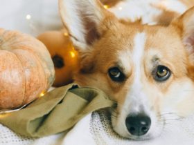Vier manieren om je hond blij te maken achieved Halloween