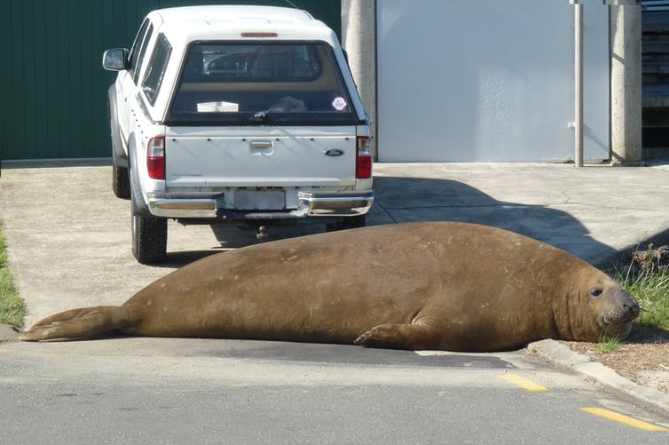 Een mannelijke zuidelijke zeeolifant liggend op een oprit voor een auto