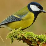De voedingsgewoonten van vogels worden beinvloed doorway hun persoonlijkheid en