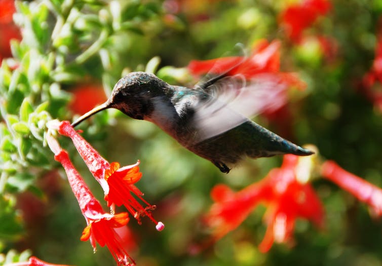Kolibrie voederen van rode bloem