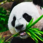 We ontdekten waarom reuzenpandas zwart en wit zijn hier is
