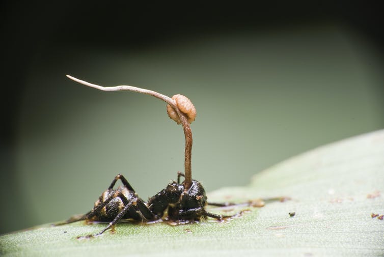 Afbeelding van een mier met Cordyceps.