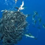 Helpen beschermde mariene gebieden zeezoogdieren en vogels Misschien maar er