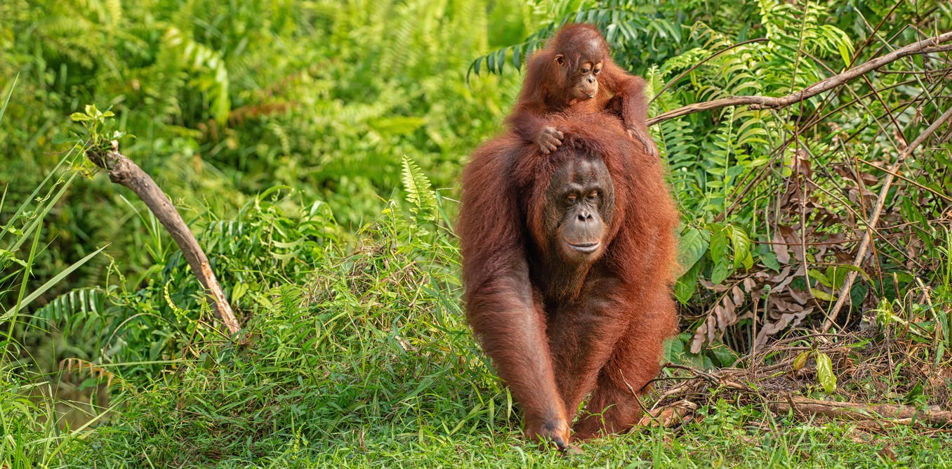 Hoe orang oetans moeders hun kroost helpen leren