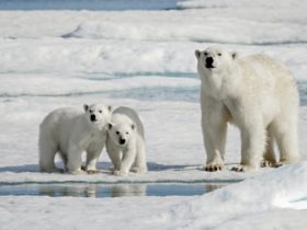 IJsberen die rendieren eten normaal gedrag of gevolg van klimaatverandering