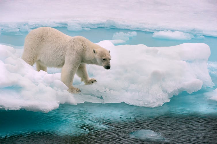 IJsberen die rendieren eten normaal gedrag of gevolg van klimaatverandering.0&q=45&auto=format&w=754&fit=clip