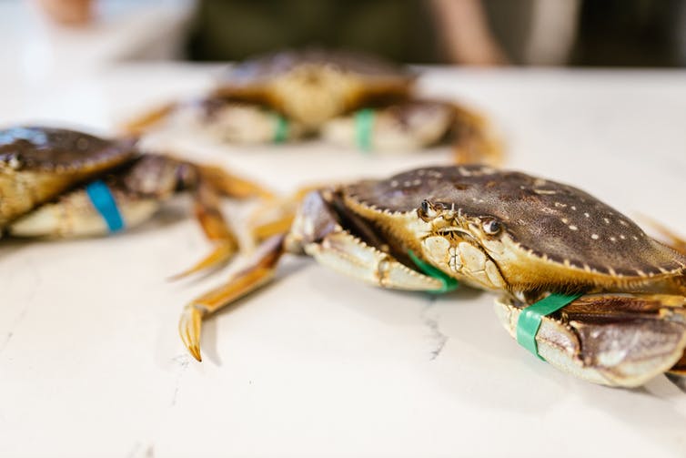 Twee krabben op een tafel met hun klauwen vastgebonden