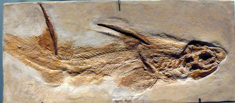 1642630691 834 Plesiosaurussen pliosaurussen hybodonten een terugblik op drie prehistorische roofdieren van.0&q=45&auto=format&w=754&fit=clip