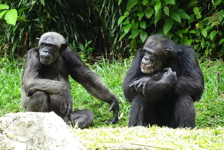 Beeld van chimpansees.