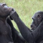 Chimpansees wrijven insecten op open wonden nieuw onderzoek suggereert