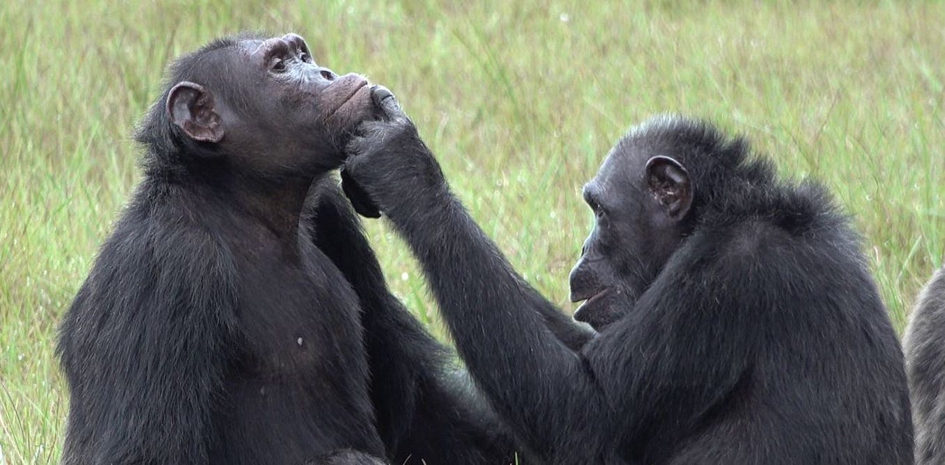 Chimpansees wrijven insecten op open wonden nieuw onderzoek suggereert