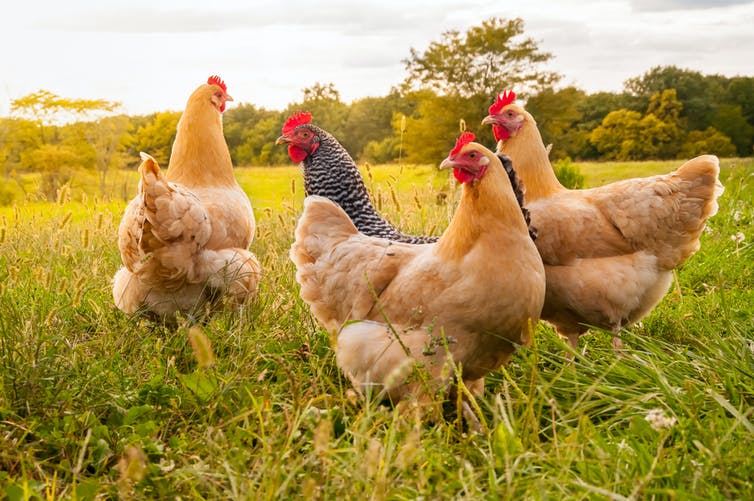 Vier kippen verkennen een veld bij zonsondergang.
