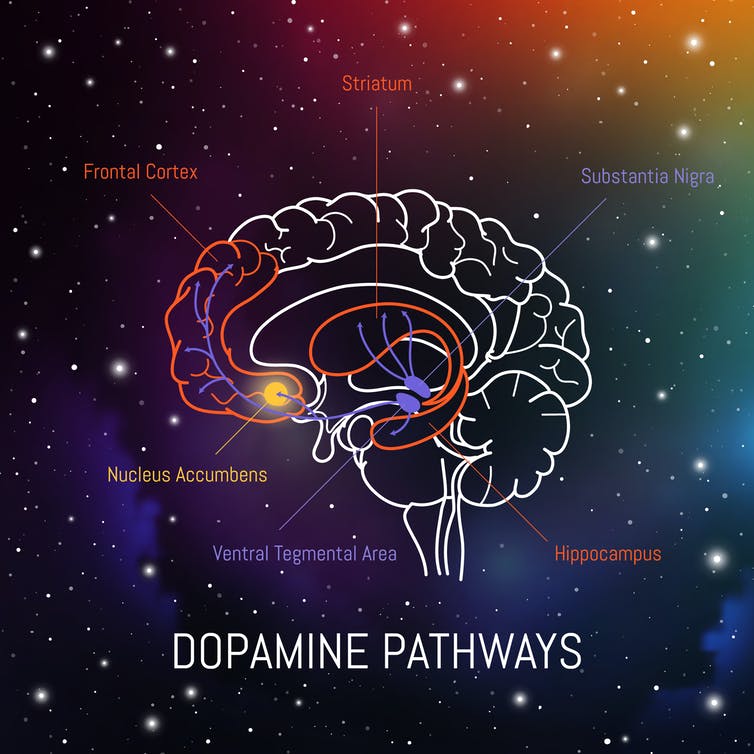 Afbeelding die de dopamine banen in de hersenen toont.