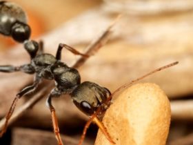 Het insectenbrein we hebben mieren en kevers ingevroren om te