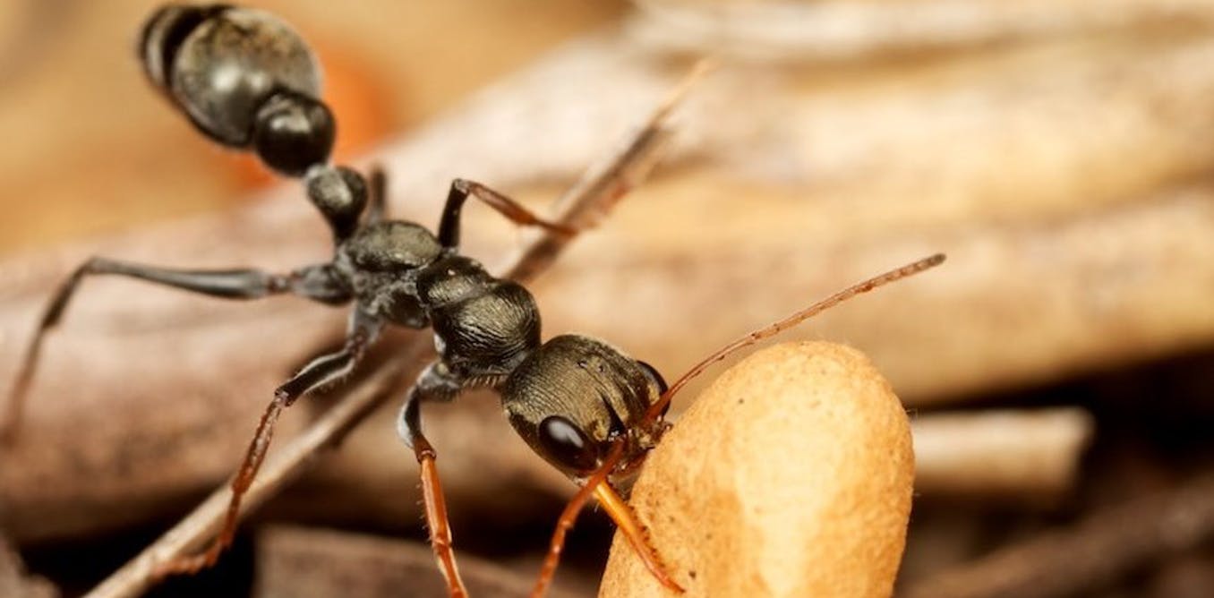 Het insectenbrein we hebben mieren en kevers ingevroren om te