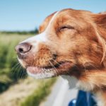 Vijf tips om te overwegen voordat u een hond aanschaft