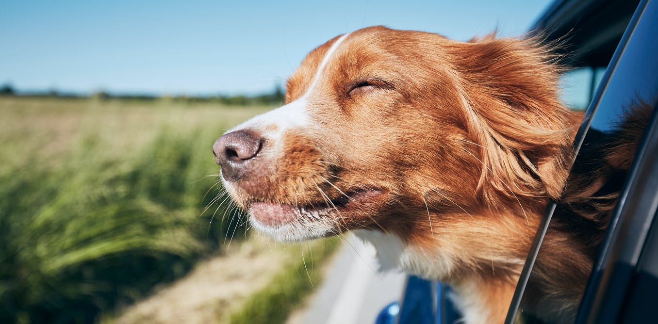 Vijf tips om te overwegen voordat u een hond aanschaft