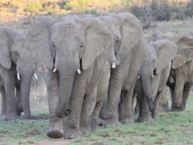 Vroeg trauma beinvloedt het vermogen van een olifant om bedreiging