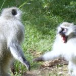 Waarom apen zieke leden van hun troep aanvallen en