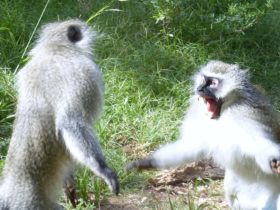 Waarom apen zieke leden van hun troep aanvallen en