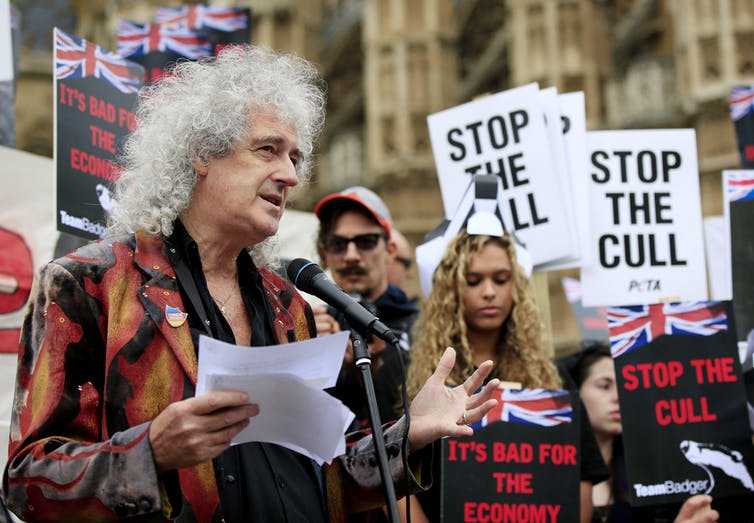 Queen gitarist Brian May leidt een Team Badger protestmars die een begrafenisoptocht nabootst, ter gelegenheid van het doden van 2.263 dassen in 2013/14.