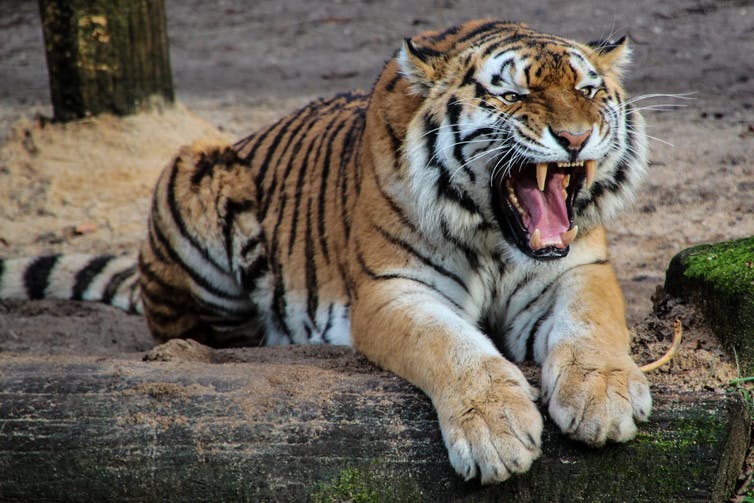 Brullende tijger zittend op een rots tijdens de dag