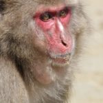 Apen tanden werpen nieuw licht op hoe de vroege mens