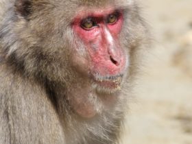 Apen tanden werpen nieuw licht op hoe de vroege mens