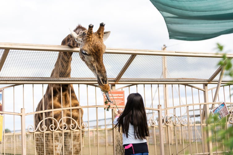 Een meisje voedt een giraffe.
