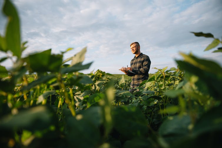 Een boer bekijkt gewassen in een veld.