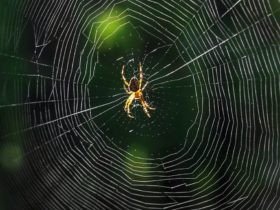 Hoe spinnenzijde ooit gebruikt zou kunnen worden bij de behandeling