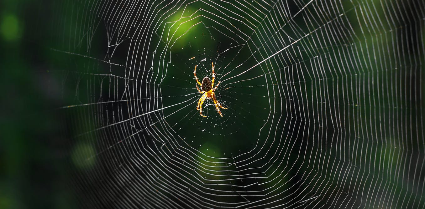 Hoe spinnenzijde ooit gebruikt zou kunnen worden bij de behandeling