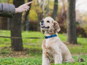 Hoe u uw hond kunt trainen in elementaire levensvaardigheden