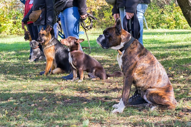 Honden aan de lijn zittend bij hun mensen tijdens een gehoorzaamheidscursus