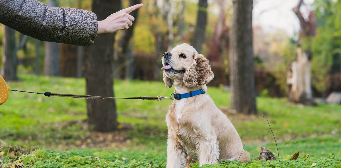 Hoe u uw hond kunt trainen in elementaire levensvaardigheden