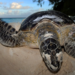 Hoe we ontdekten dat zeeschildpadden op de Seychellen hersteld zijn