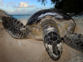 Hoe we ontdekten dat zeeschildpadden op de Seychellen hersteld zijn