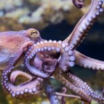 Octopuskwekerijen geven aanleiding tot grote bezorgdheid over dierenwelzijn en