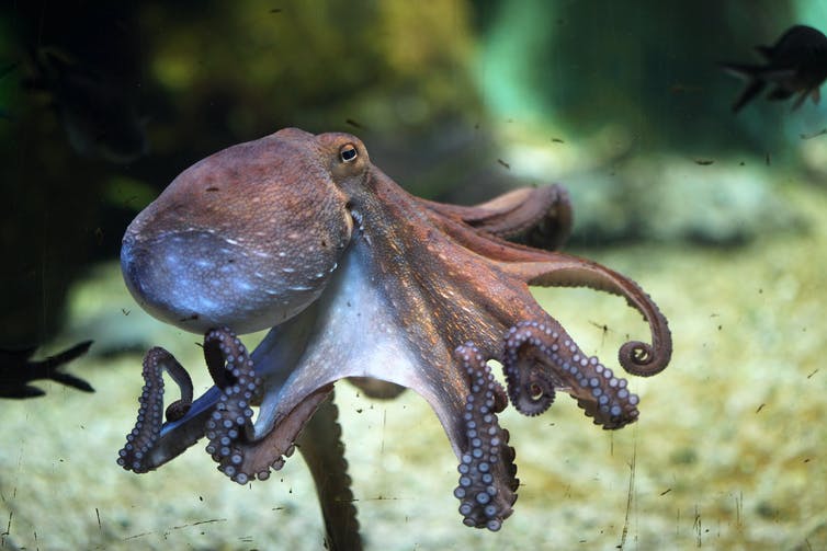 Octopus zwemmend in de zee