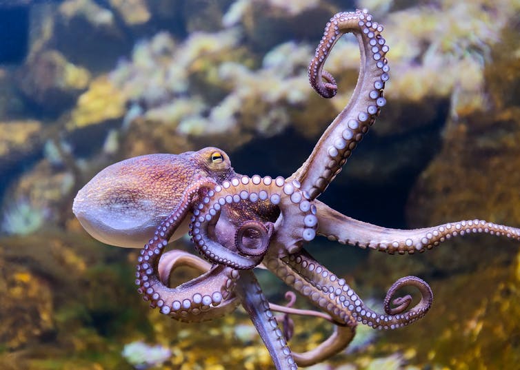 Een octopus.