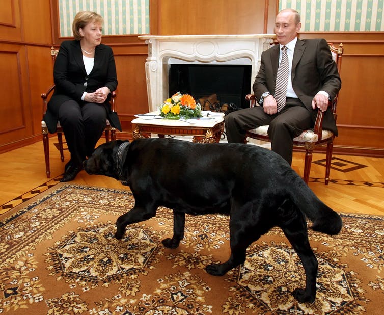 Afbeelding van Poetins troetelhond Koney loopt in de kamer, waar de Russische president Vladimir Poetin (R) praat met de Duitse bondskanselier Angela Merkel