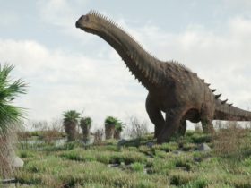 We ontdekten hoe de grootste dinosaurussen liepen en het