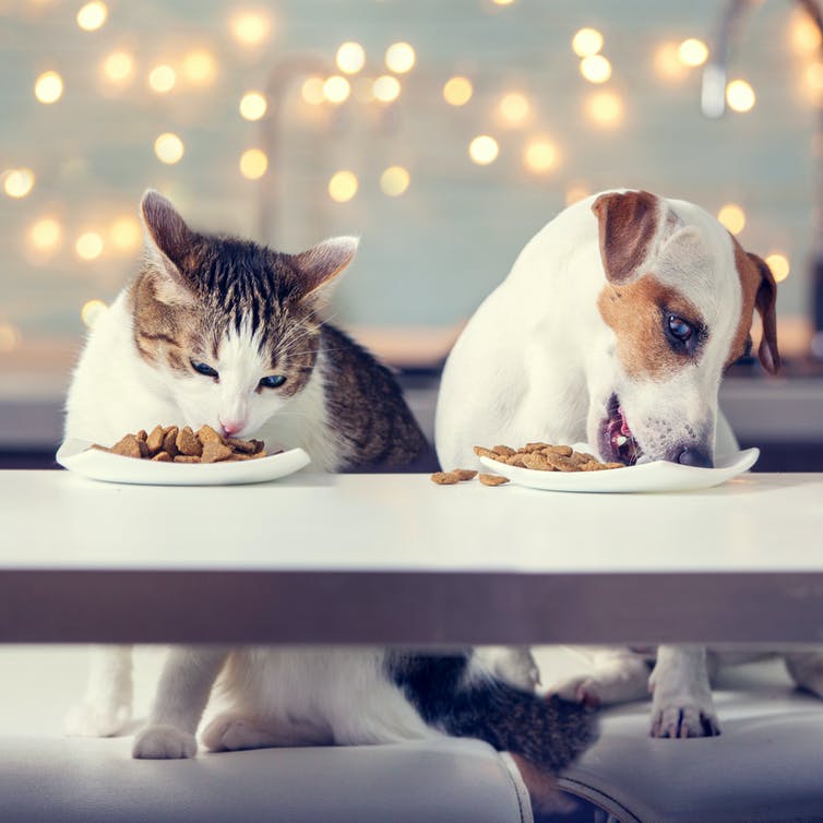 Hond en kat naast elkaar, beide vrolijk etend uit kommetjes op een tafel