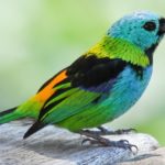 Hier is hoe we bewezen dat tropische vogels kleurrijker zijn
