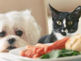 Vier toptips om uw huisdieren te helpen slank en gezond