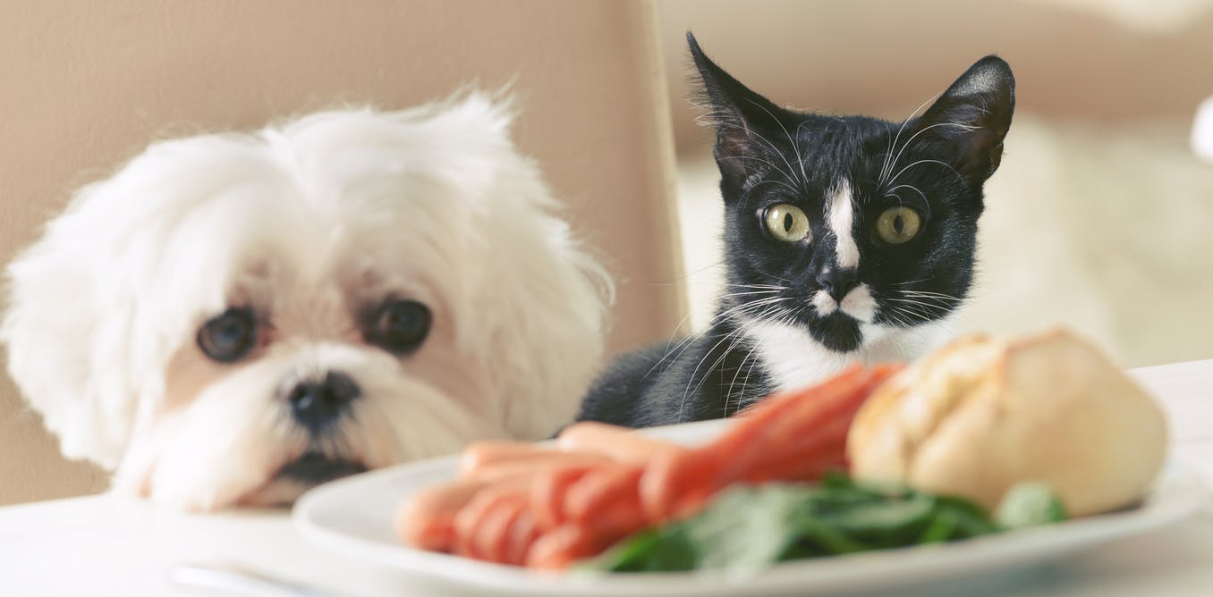 Vier toptips om uw huisdieren te helpen slank en gezond